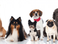 IS NEWPORT BEACH GOING TO THE DOGS?