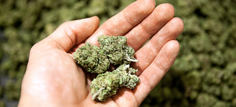 Marijuana Legalization